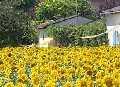 Self catering Gite in Lot Midi-Pyrenees